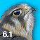 iBird UK & Ireland Guide to Birds