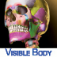 Skeleton Premium